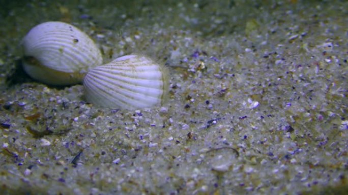 蛤蛤或Cardium蛤会钻入沙子。
