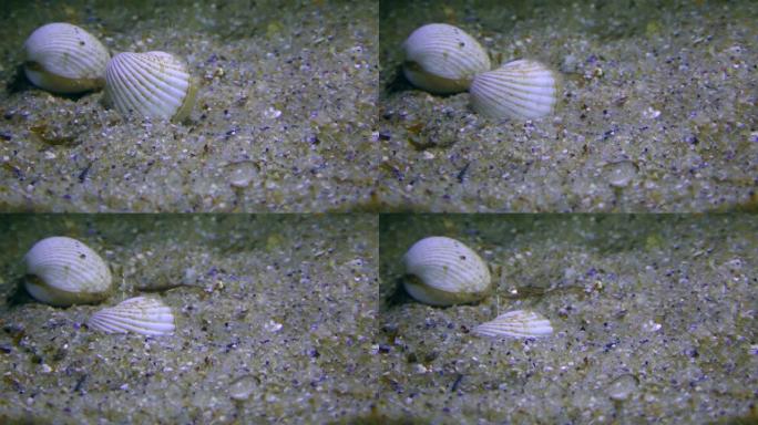 蛤蛤或Cardium蛤会钻入沙子。