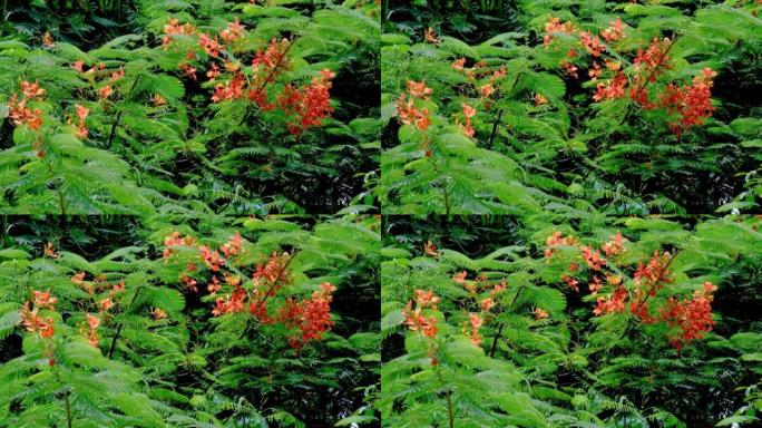 泰国五颜六色盛开的热带树