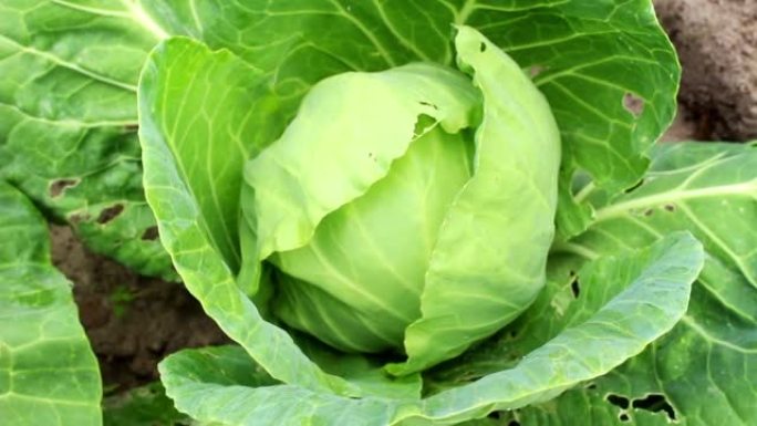 不含转基因生物的有机食品