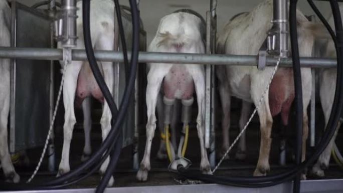后视图一排白色山羊站在稳定的乳房上，挤奶设备。乳制品生产农场室内的动物。慢动作。