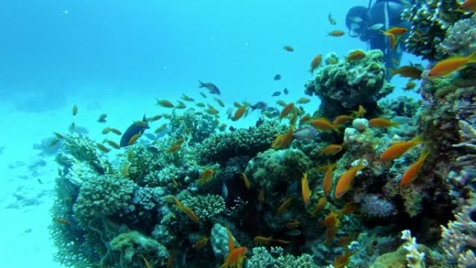 探索红海的潜水点。潜水员与珊瑚礁一起走向海底
