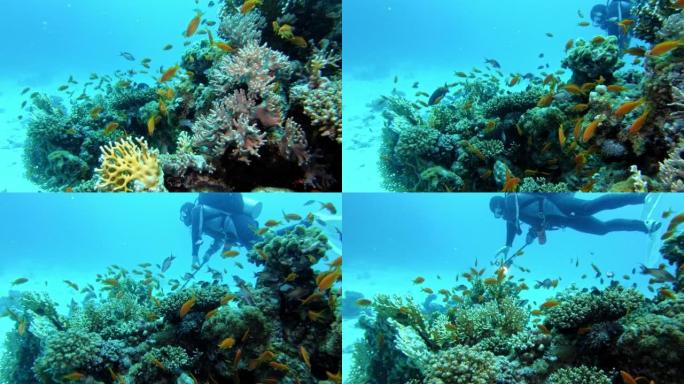 探索红海的潜水点。潜水员与珊瑚礁一起走向海底