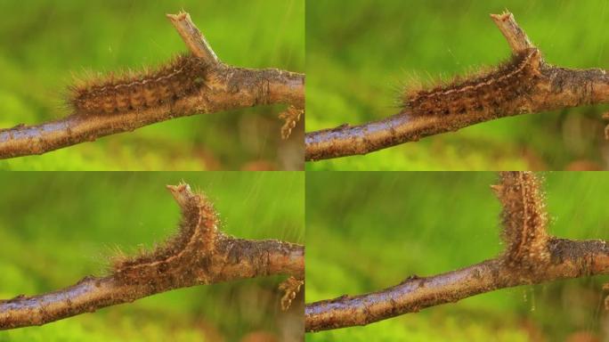 毛毛虫phragmatoia fuliginosa也是红宝石虎。一只毛毛虫沿着绿色背景上的树枝爬行。