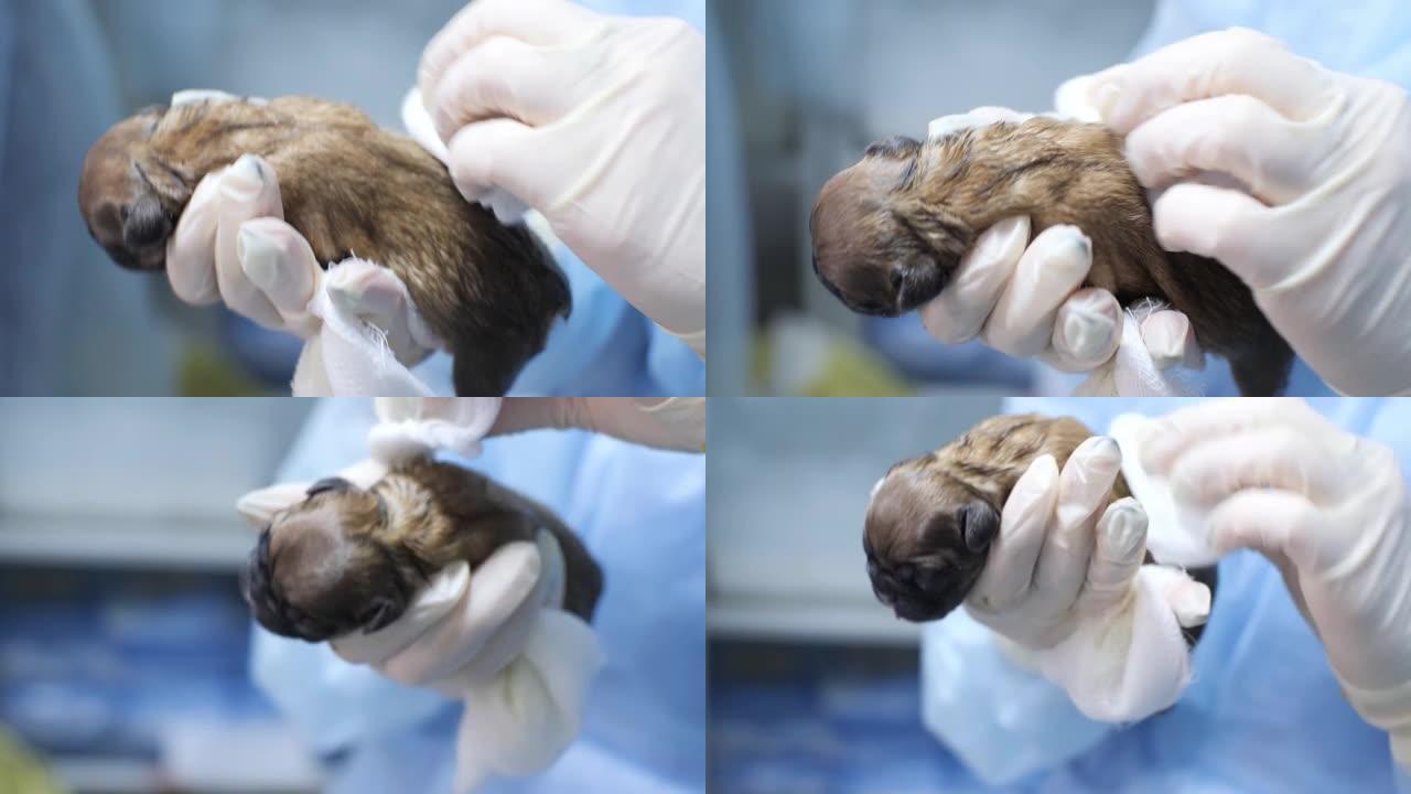 一位兽医轻轻小心地擦拭一只新生的小狗。在狗的母亲的手术室里，剖腹产生了小狗。这只狗无法分娩。
