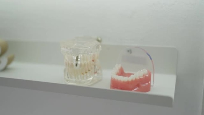 货架上的3D牙齿模型