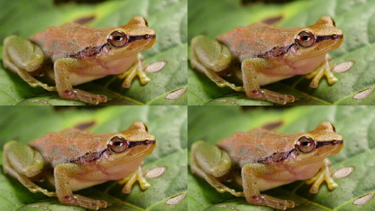 绿色森林雨蛙 (Pristimantis omeviridis)