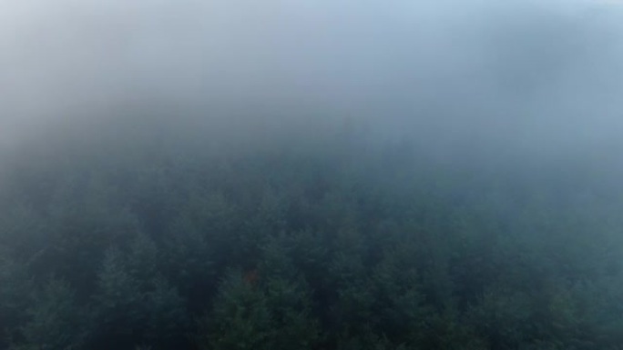 空中无人机拍摄了茂密的云层中的森林