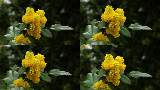 蜂窝状黄色蝴蝶灌木花在风中。