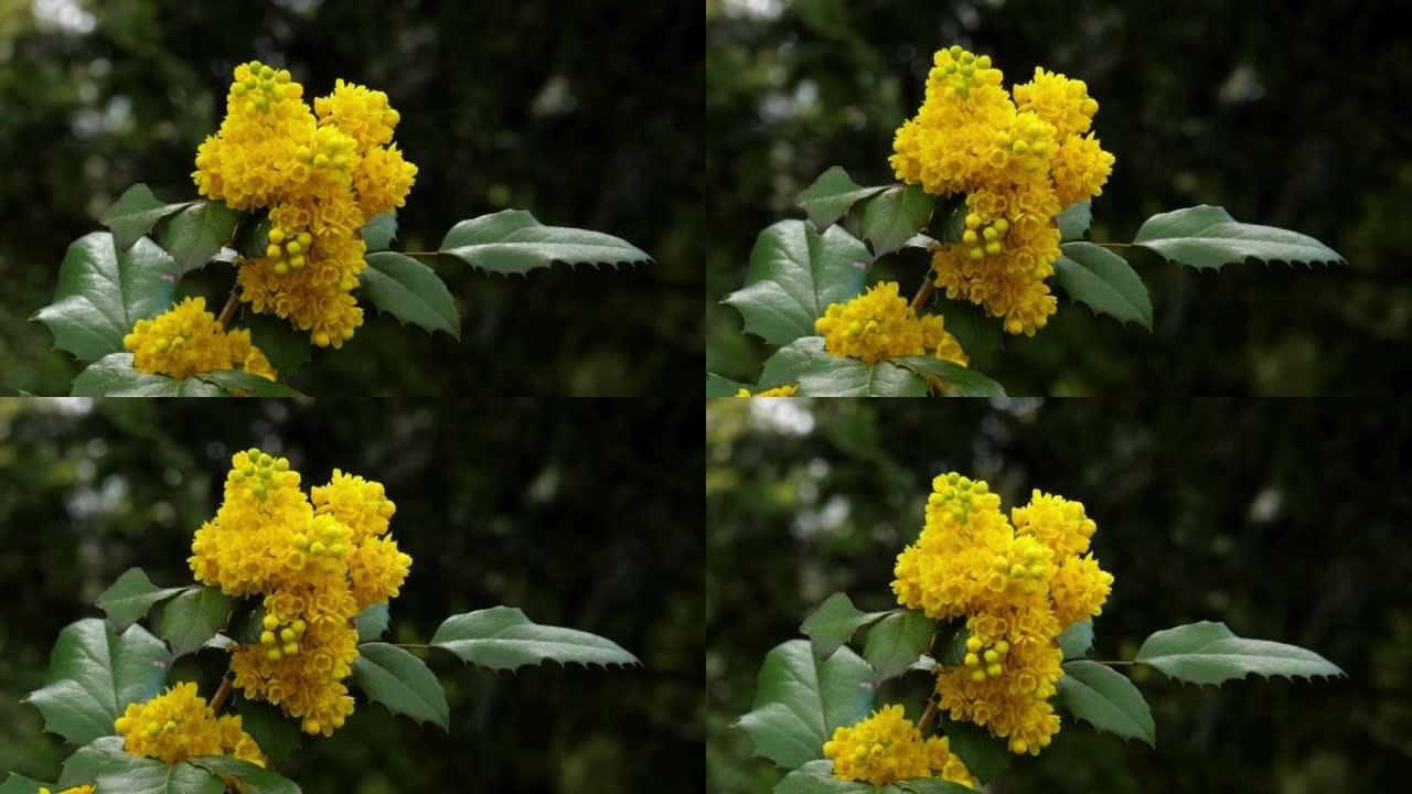 蜂窝状黄色蝴蝶灌木花在风中。