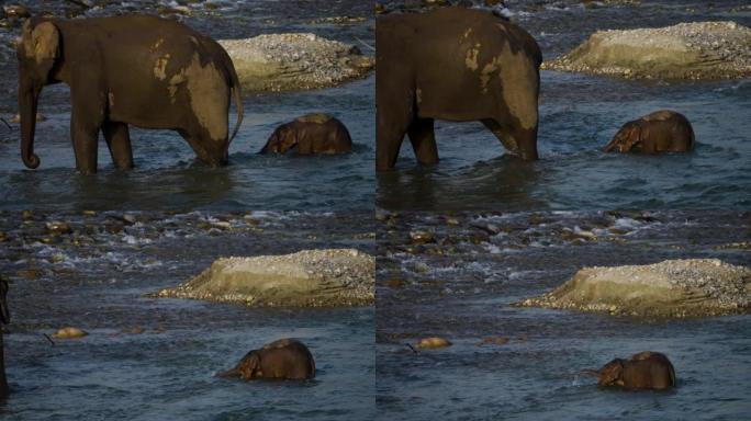 一群大象在森林里喝水和过河