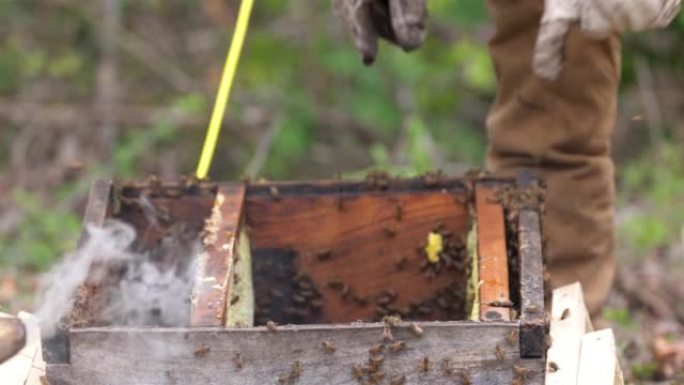 墨西哥尤卡坦州南部地区的传统养蜂过程