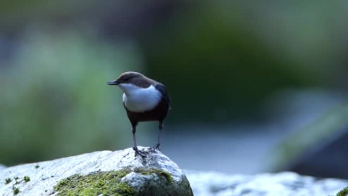 石头上的鸟的慢动作镜头