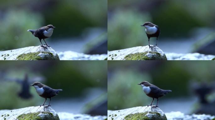 石头上的鸟的慢动作镜头