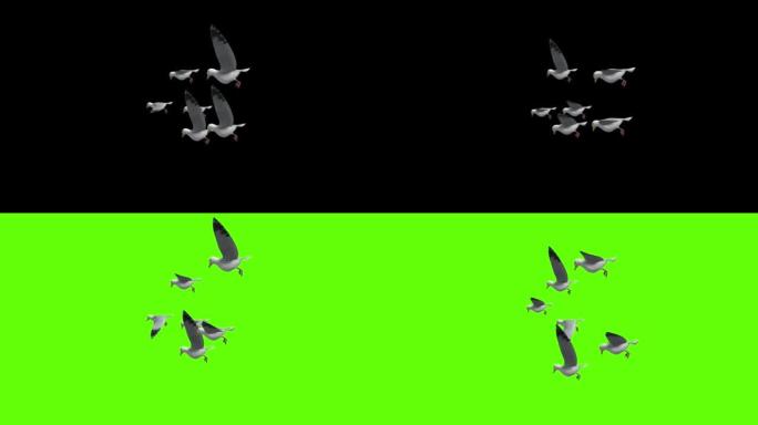 一群信鸽飞黑鸬鹚，飞木耳鸟在春天飞翔。