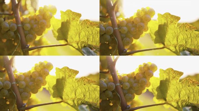 在阳光明媚的日子里，在葡萄藤上拍摄黄葡萄的慢动作镜头