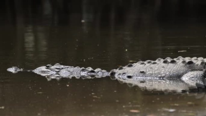 咸水鳄鱼在红树林中休息。哥斯达黎加