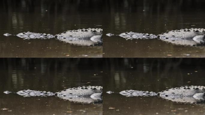 咸水鳄鱼在红树林中休息。哥斯达黎加