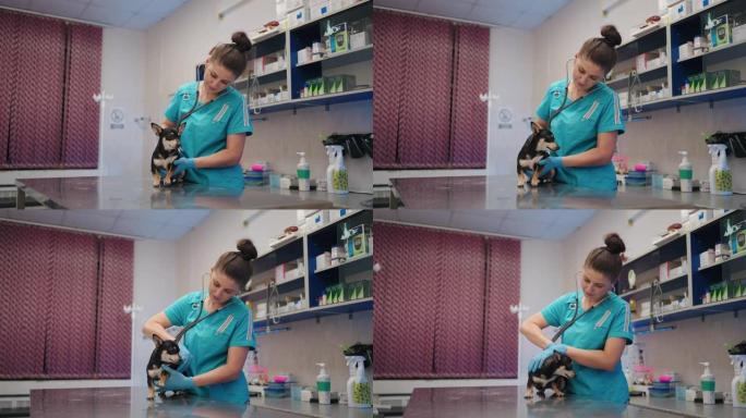 兽医诊所的小黑狗，女兽医治疗师检查小宠物