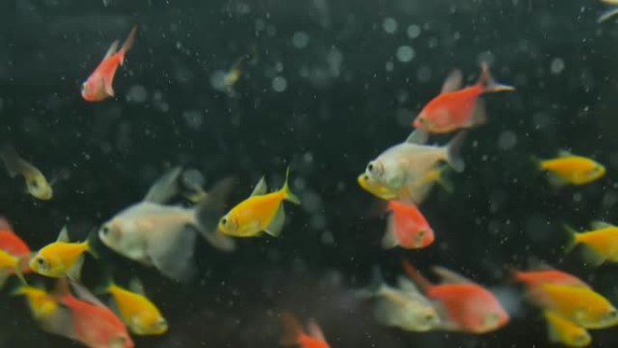 家鱼在供氧和喂食的水族馆里游泳。宠物店水族馆里的鱼。将鱼放在淡水中的水族馆中