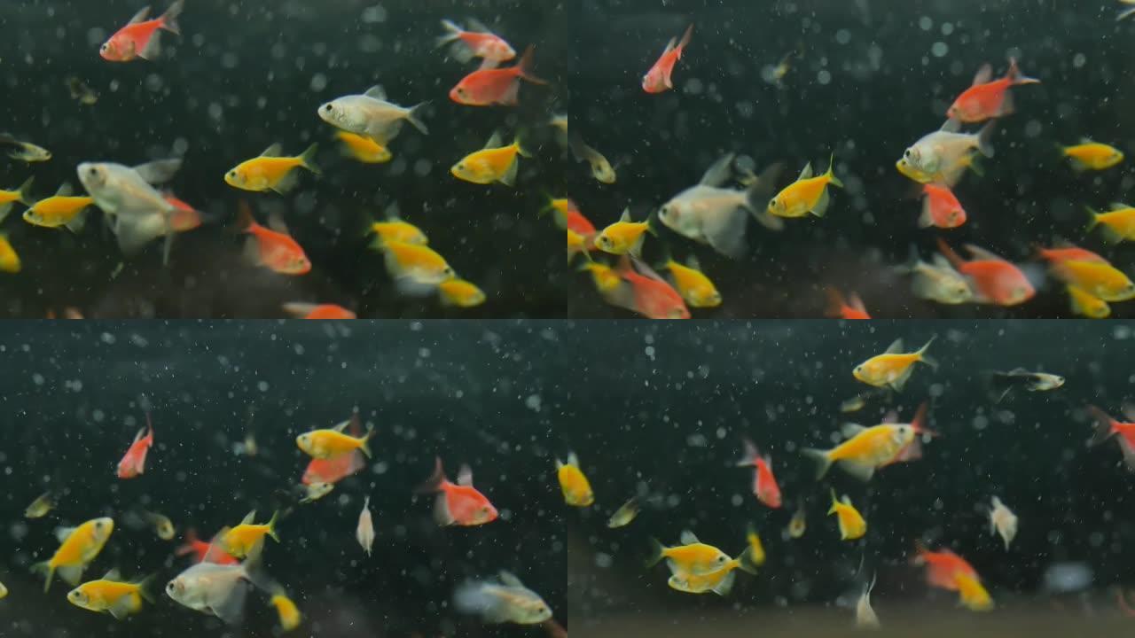 家鱼在供氧和喂食的水族馆里游泳。宠物店水族馆里的鱼。将鱼放在淡水中的水族馆中