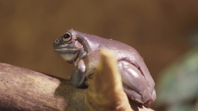 紫蛙，一只大眼睛的蟾蜍坐在树枝上。特写。
