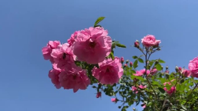 美丽的粉红色玫瑰花朵在蓝天下。