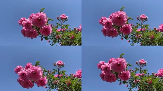美丽的粉红色玫瑰花朵在蓝天下。