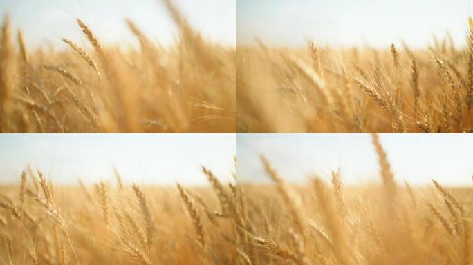 夏季或秋季农业田间小麦或黑麦的金色穗，近景，镜头在穗间移动