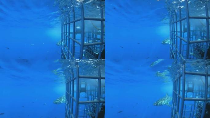 大白鲨。笼子潜水。