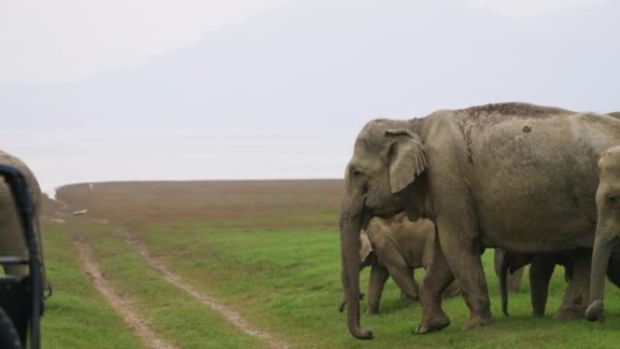 一群大象在国家公园里慢动作放牧