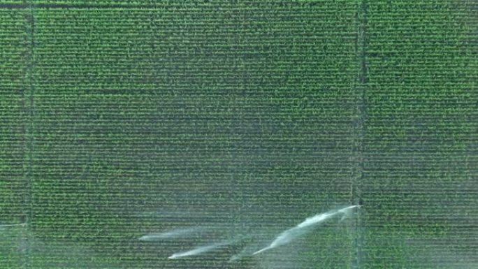 高压农用喷水器，喷雾器的俯视图，发出水柱灌溉玉米作物