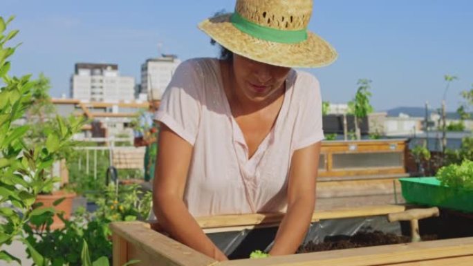 SLO MO女人在阳光明媚的屋顶花园中的高高的床上种生菜