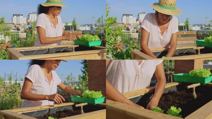 SLO MO女人在阳光明媚的屋顶花园中的高高的床上种生菜