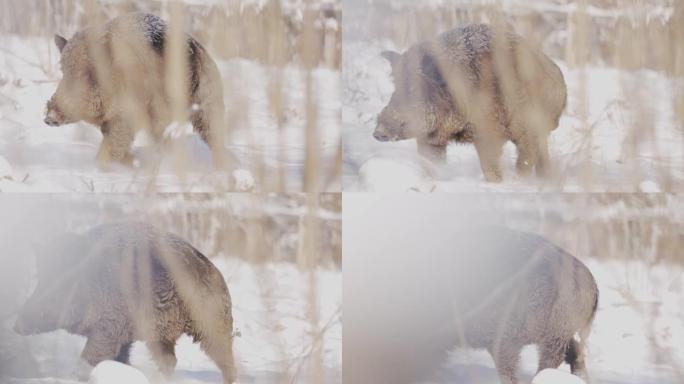 雪中野猪的细节镜头