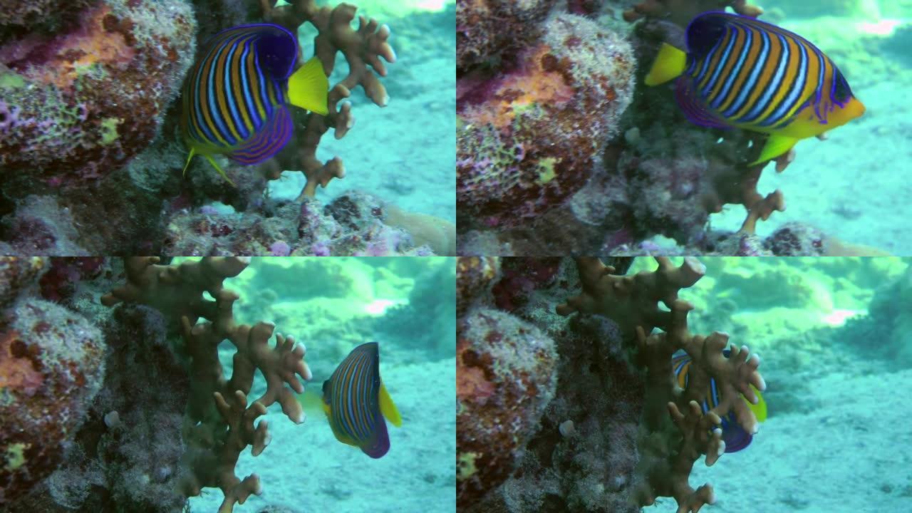 珊瑚礁背景下神仙鱼的特写镜头。