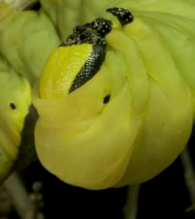 垂直视频: 蝴蝶死亡的头鹰的幼虫 (毛毛虫) 丢失，坐在绿叶的树枝上。极端特写