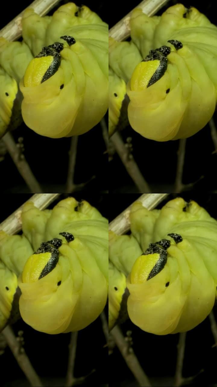 垂直视频: 蝴蝶死亡的头鹰的幼虫 (毛毛虫) 丢失，坐在绿叶的树枝上。极端特写