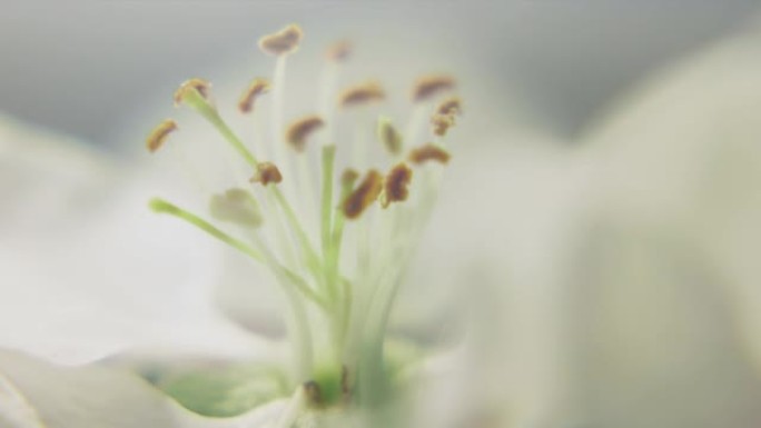 果园里精致的苹果花。特写