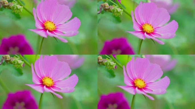 白色和粉红色的波斯菊花 (Cosmos Bipinnatus) 在风中摇曳。美丽的宇宙花盛开在田野里