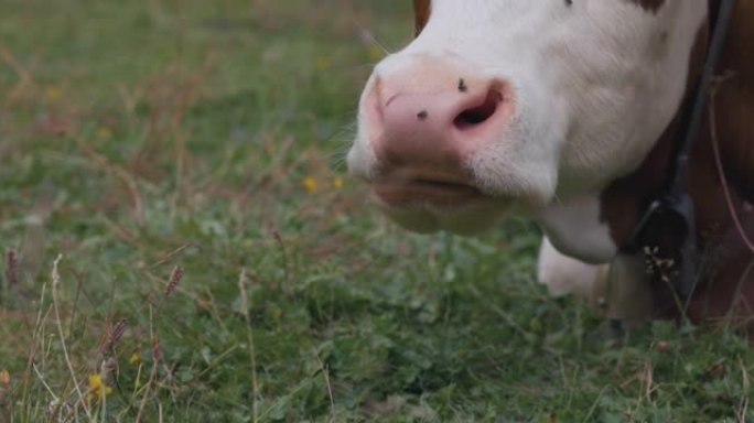 懒惰的反刍奶牛: 详细的反刍和咀嚼