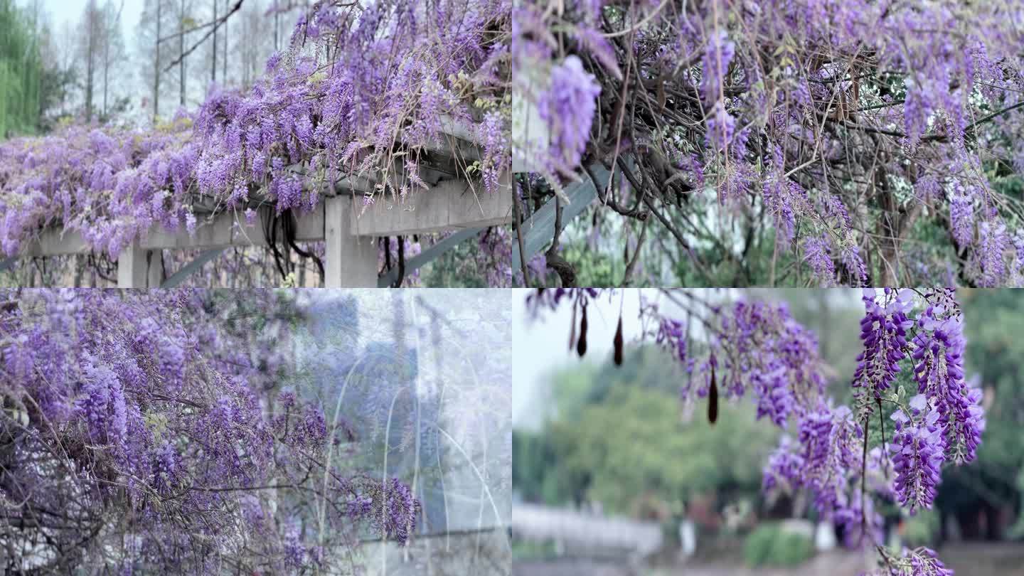 春天紫藤花开城市绿化藤类植物爬藤植物开花