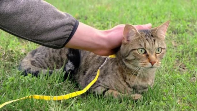 与主人一起穿着黄色马具走路的家猫。虎斑猫抚摸着一个人的户外之手，小心翼翼而好奇地躲在绿草丛中。教你的