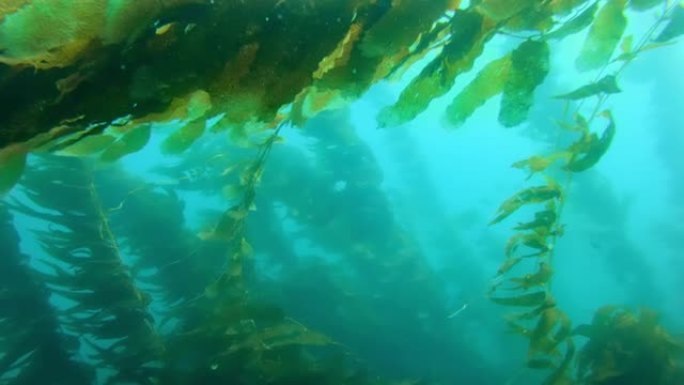 五颜六色的鱼在碧绿的水中游泳。橙色加里波第鱼在海洋中的巨型海带森林中游泳
