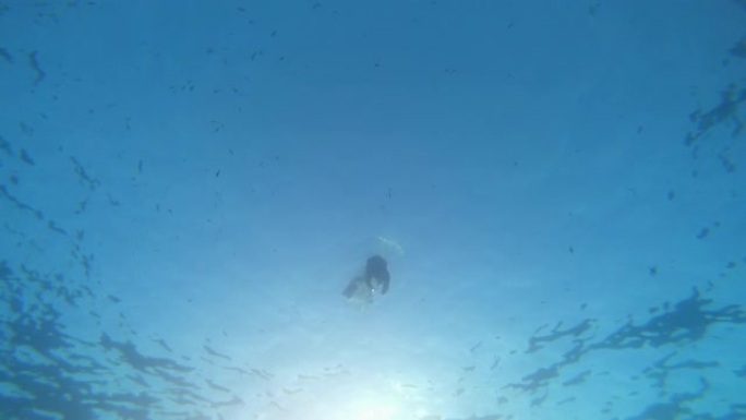在蓝色的海洋中免费潜水长矛捕鱼: 在地中海的光线下搜寻