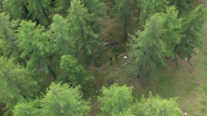 空中无人机在绿树丛中的两个徒步旅行者上方射击