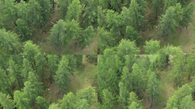 空中无人机在绿树丛中的两个徒步旅行者上方射击