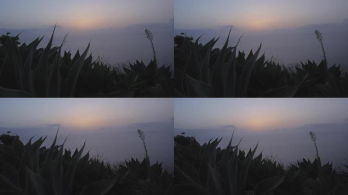 悬崖一侧海洋上方芦荟植物的详细照片