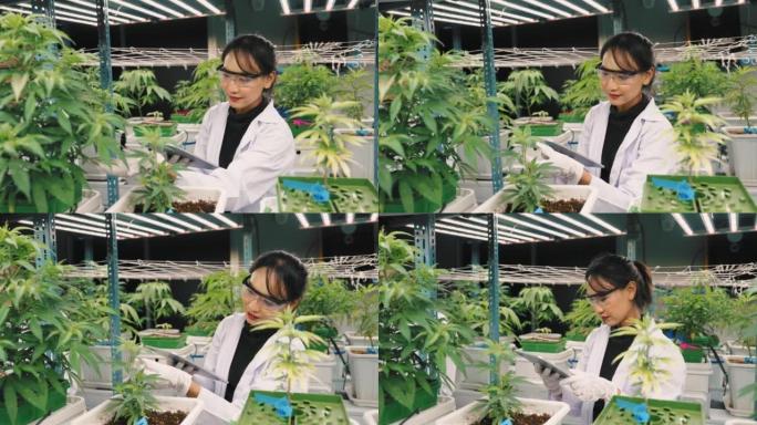 科学家女性检查温室中植物的生长