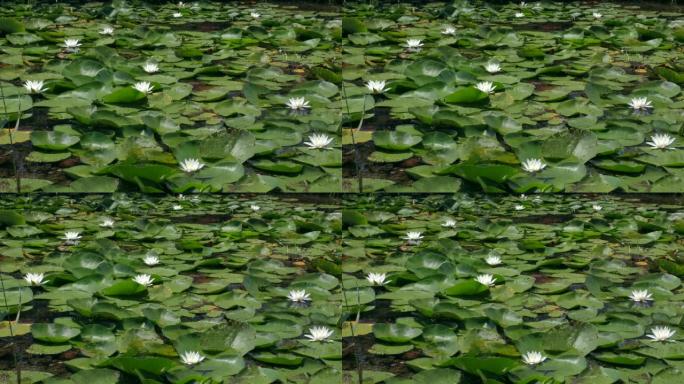 欧洲白睡莲在淡水池表面。
